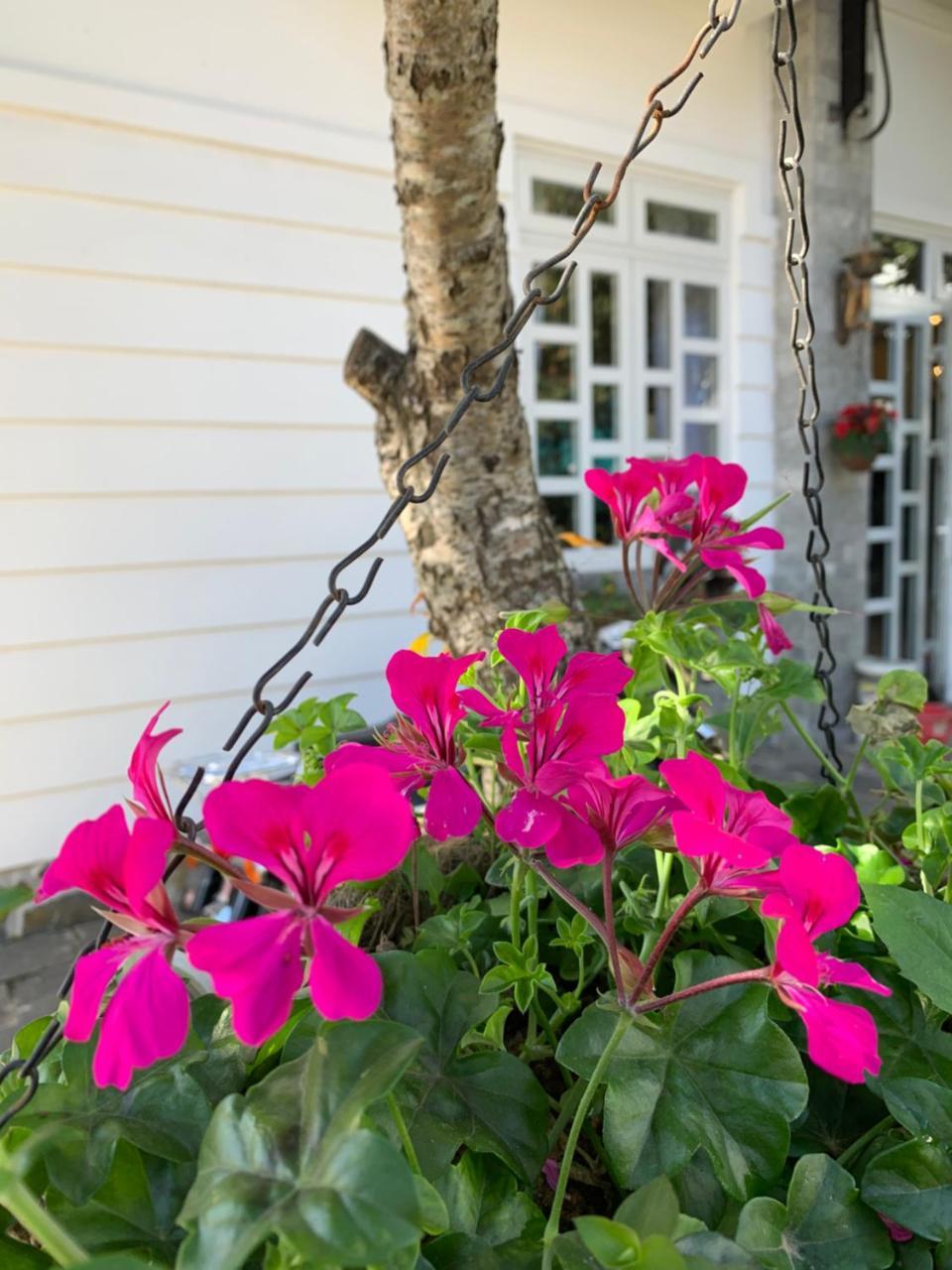 De Daisy Villa Homestay Đà Lạt Ngoại thất bức ảnh